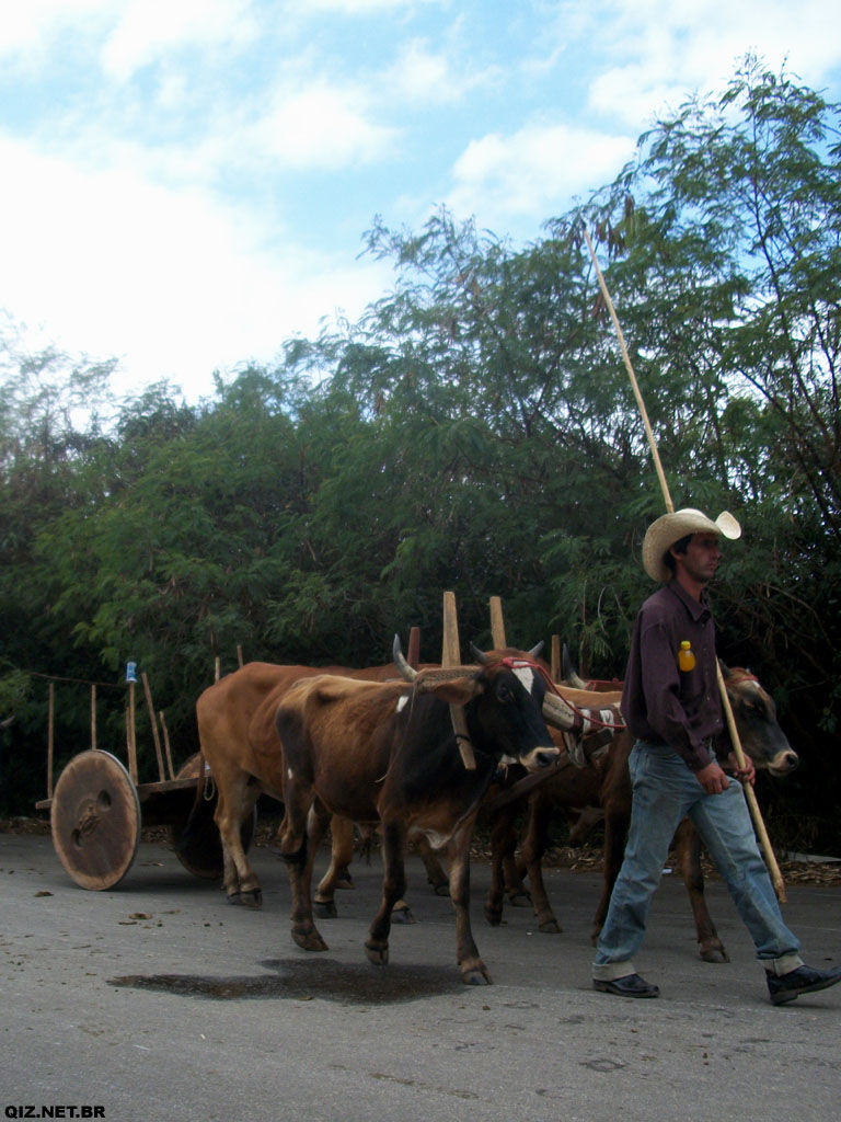 Carreiro e Carro de Bois