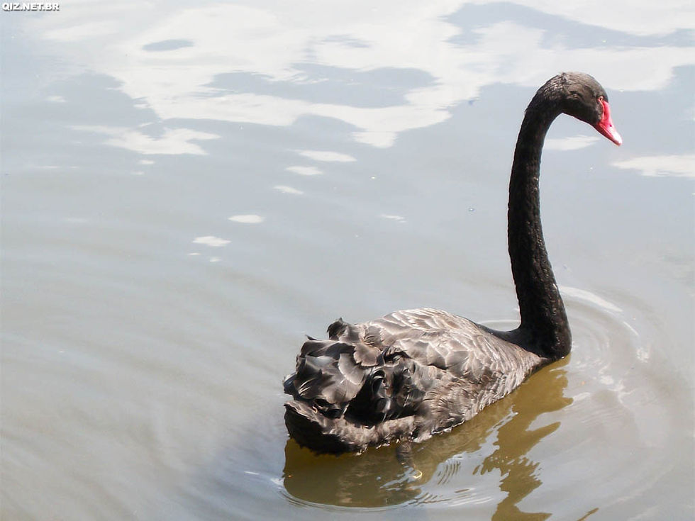 Cisne Negro