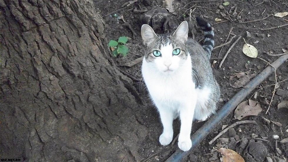 Gata