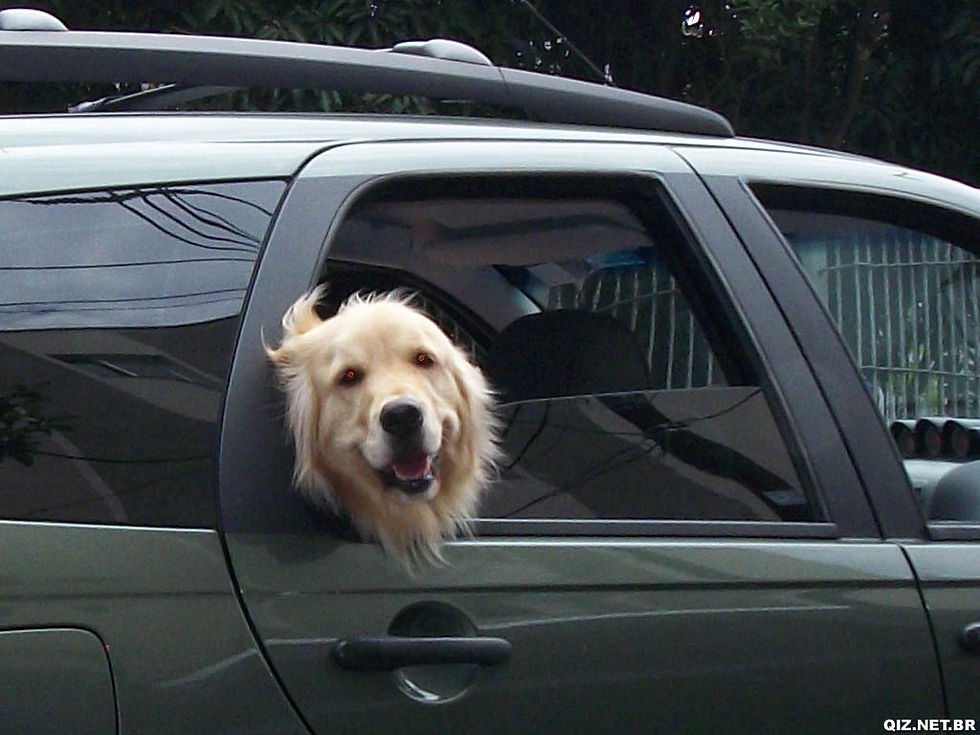 Cão Golden Retriever