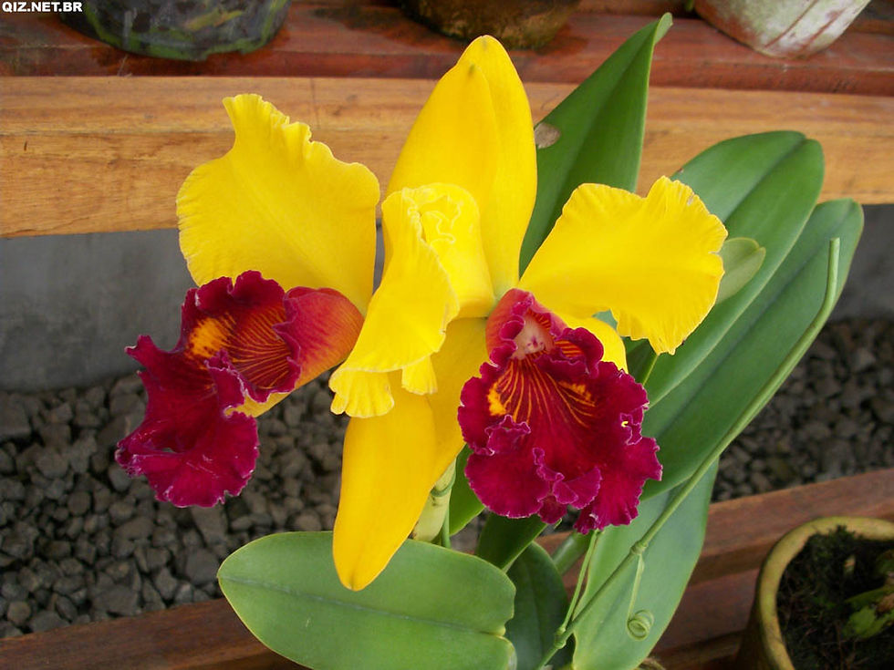 Orquídea Ruth Cardoso