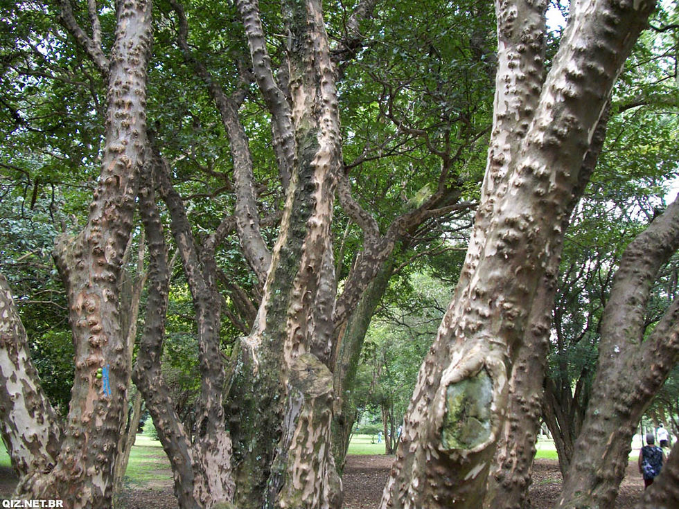 SP_SPaulo_PqIbirapuera_Jabuticabeira.jpg