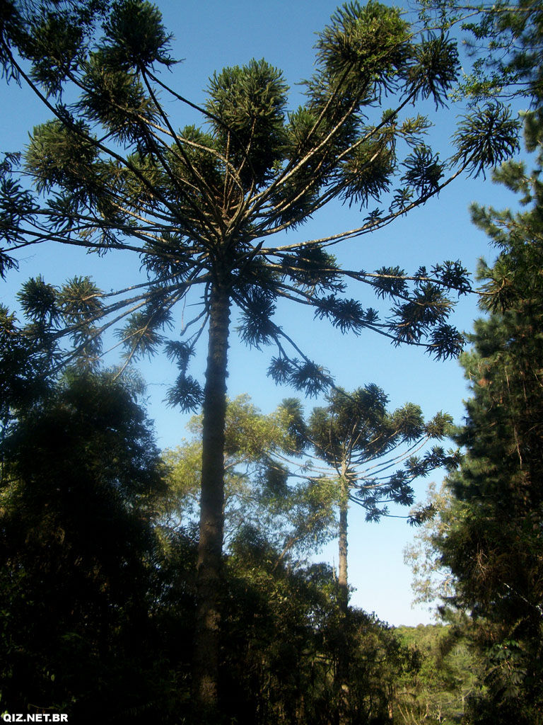 SP_ItapeciricadaSerra_Araucaria.jpg