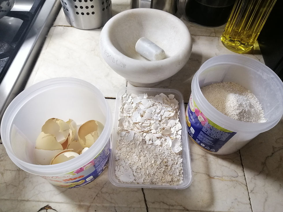 Day 12 - Collect Egg Shells for Stage 4
