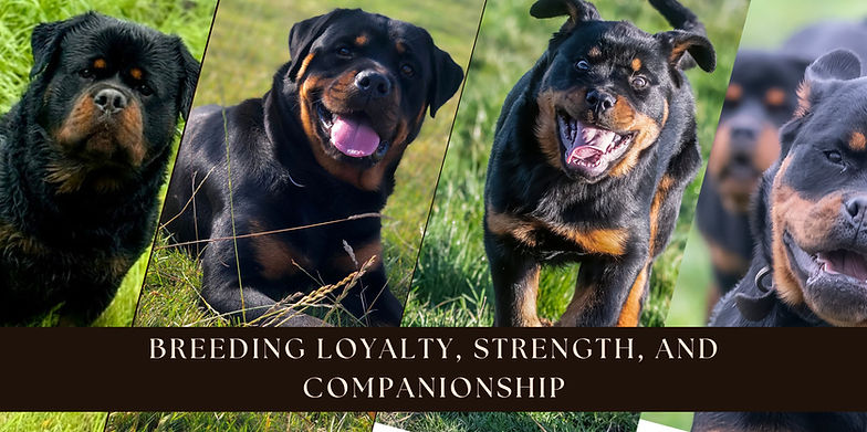 Rotties banner