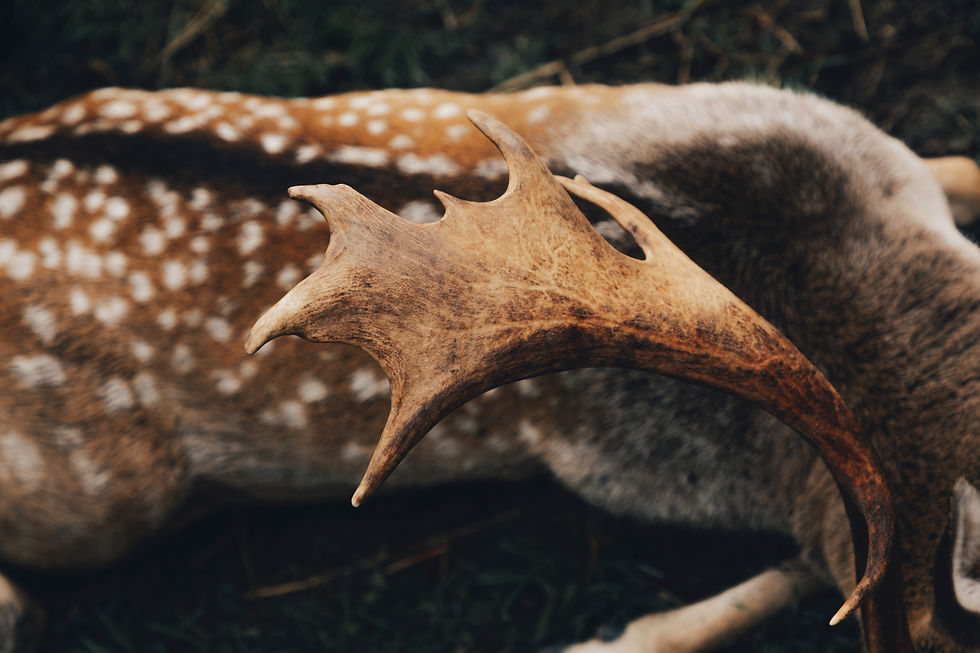 Alps Outfitters New Zealand Fallow Deer Antler