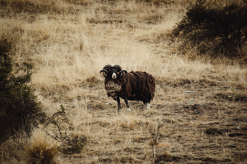 Alps Outfitters New Zealand Arapawa Ram
