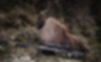 Alps Outfitters New Zealand Himalayan Tahr