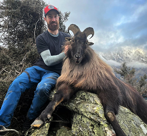 Alps Outfitters New Zealand Himalayan Tahr