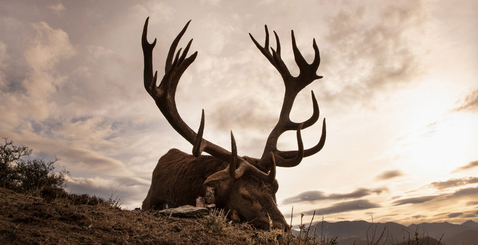 Alps Outfitters Red Stag