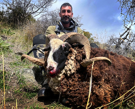 Alps Outfitters New Zealand Arapawa Ram
