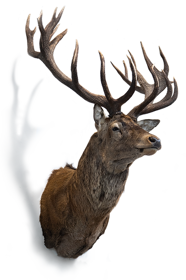 Alps Outfitters Red Stag Taxidermy