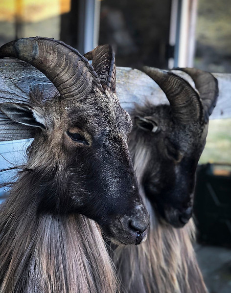 Alps Outfitters New Zealand Himalayan Tahr