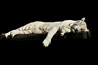 pexels-tiger-1285229.jpg
