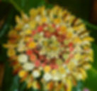 Mandala frutas