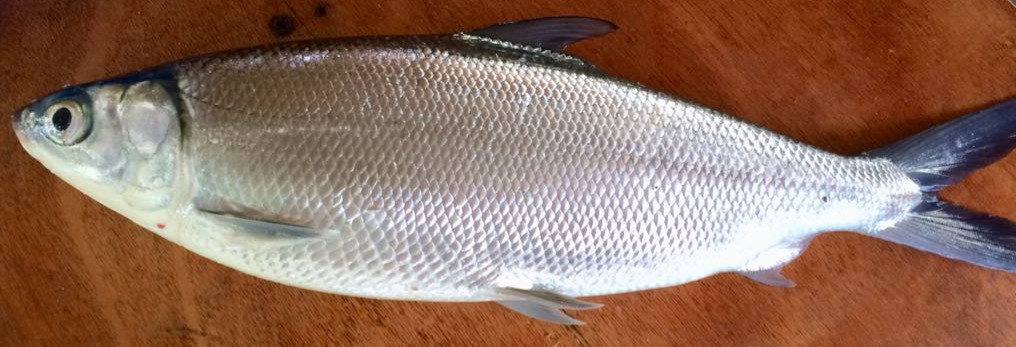 FRESH BANGUS 30KG BAGS. 0917-709-8375