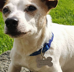 Dog Bone Pet ID Tag