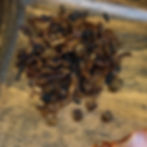 Thumbnail: Vanilla Deku Nut 50g tin