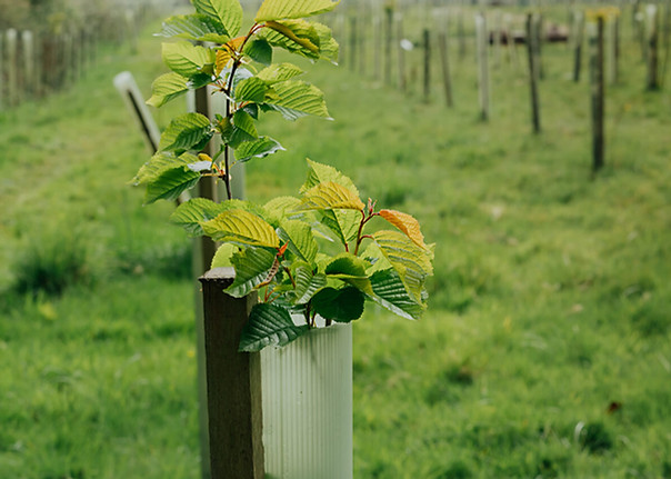 treenursery.jpg