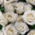 white roses close up.jpg
