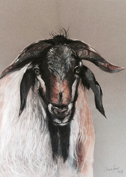 Year of the Goat - 2015 Chinese Zodiac