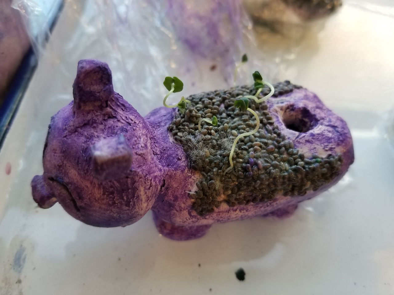 8th grade Chia Pet Day 7