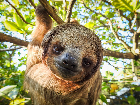 Tours in roatan