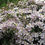 Thumbnail: Clematis montana Rubens.