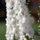 Thumbnail: Delphinium Guardian Pure White