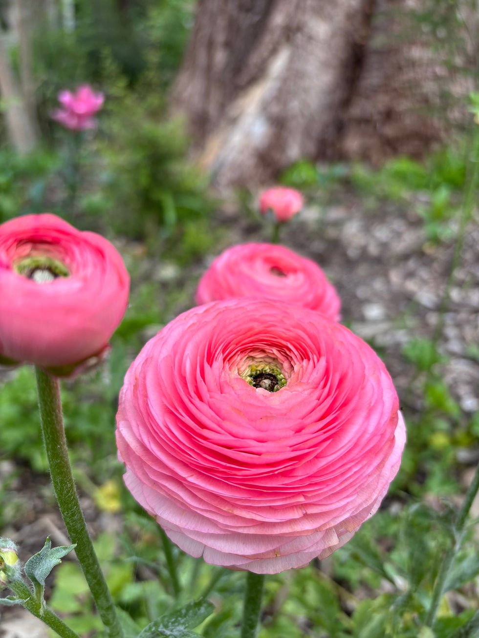 Thumbnail: Italian Ranunculus Amore Bundle