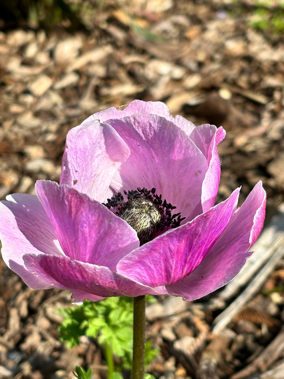 Thumbnail: Italian Anemone 'Rarity'