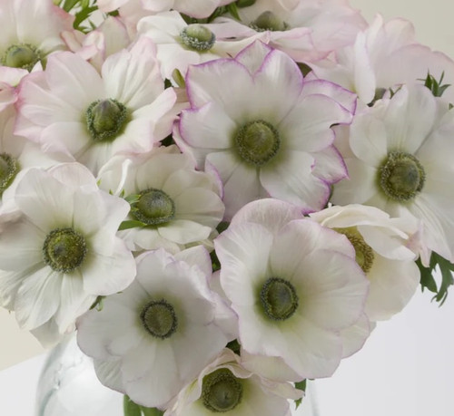 Mistral Edge Bianco | Grow It Australia