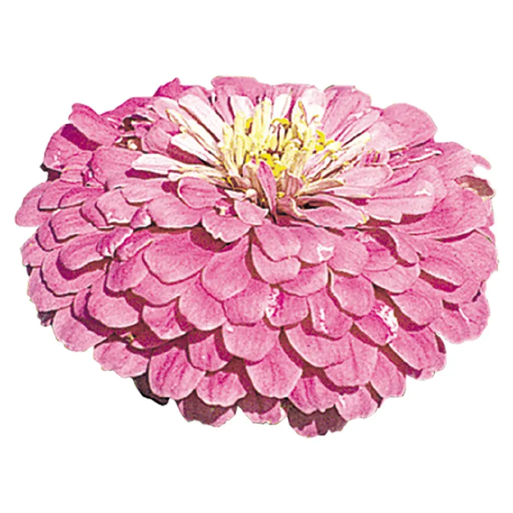 ZINNIA BENARY GIANT LILAC