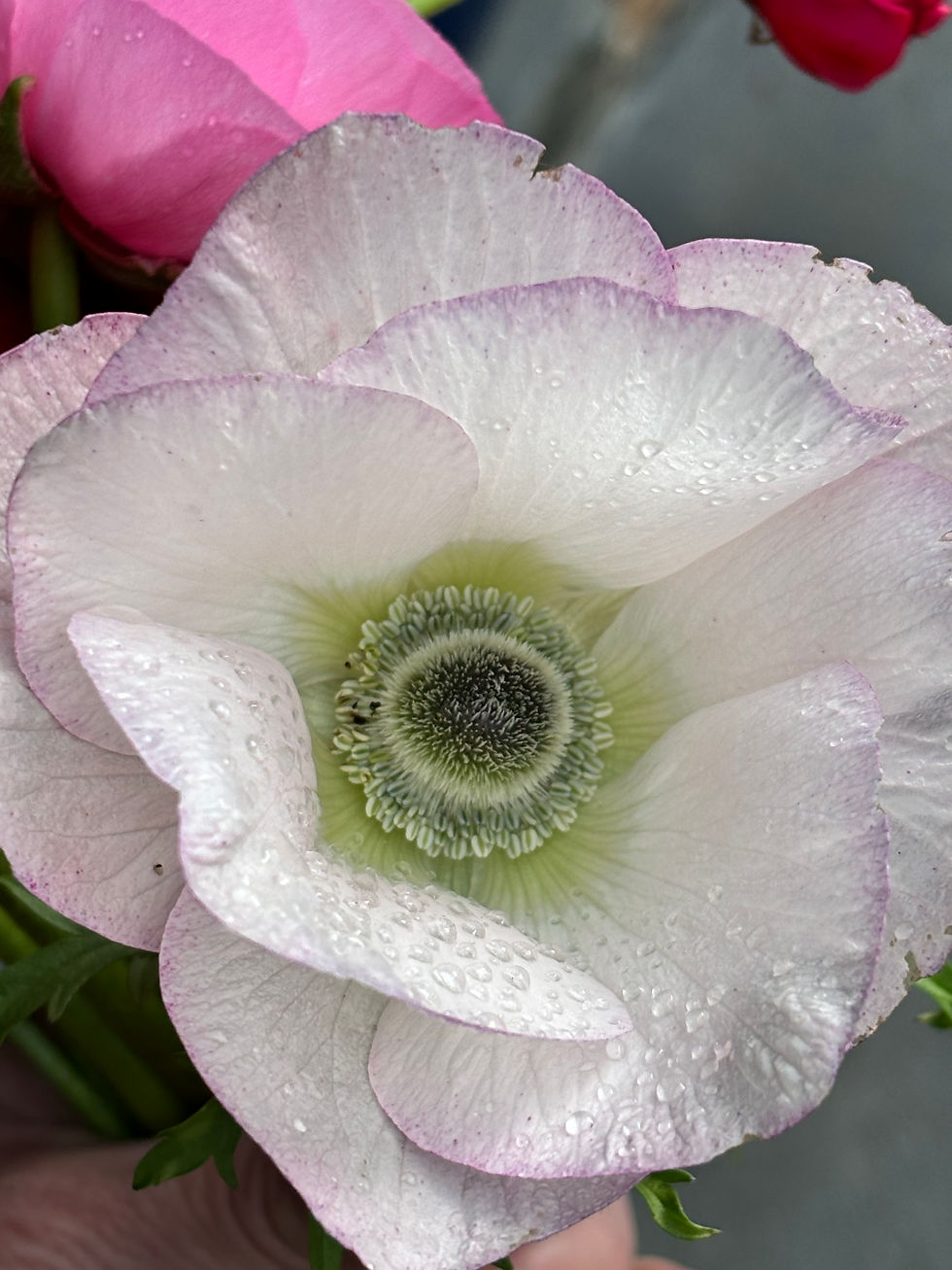 Thumbnail: Italian Anemone Mistral Edge Bianco