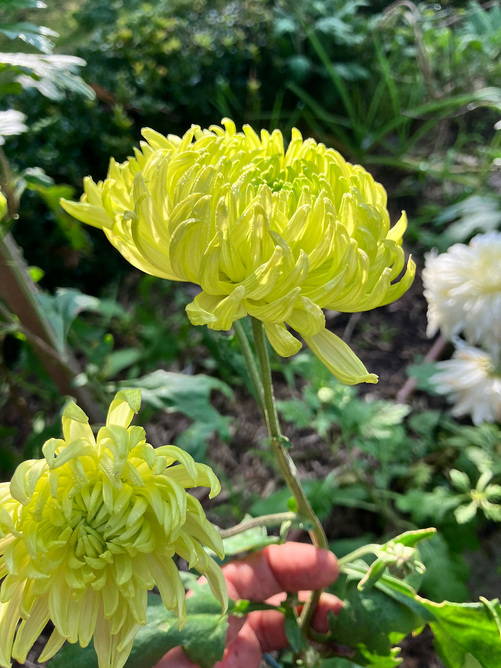 Thumbnail: LUCKY DIP CHRYSANTHEMUMS