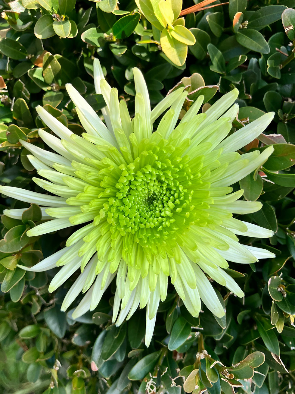 Thumbnail: LUCKY DIP CHRYSANTHEMUMS