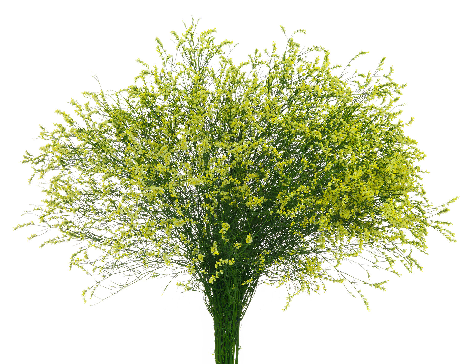 Limonium China Summer