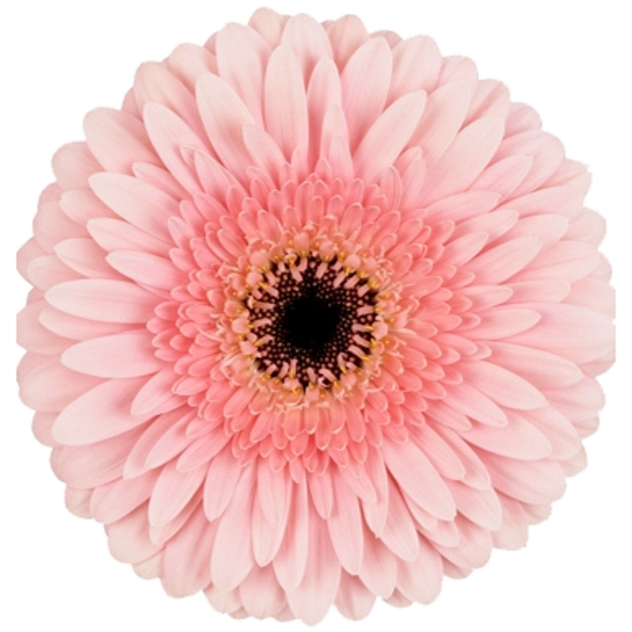 GERBERA FACINATION