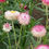 Thumbnail: HELICHRYSUM Silvery Rose - Strawflower
