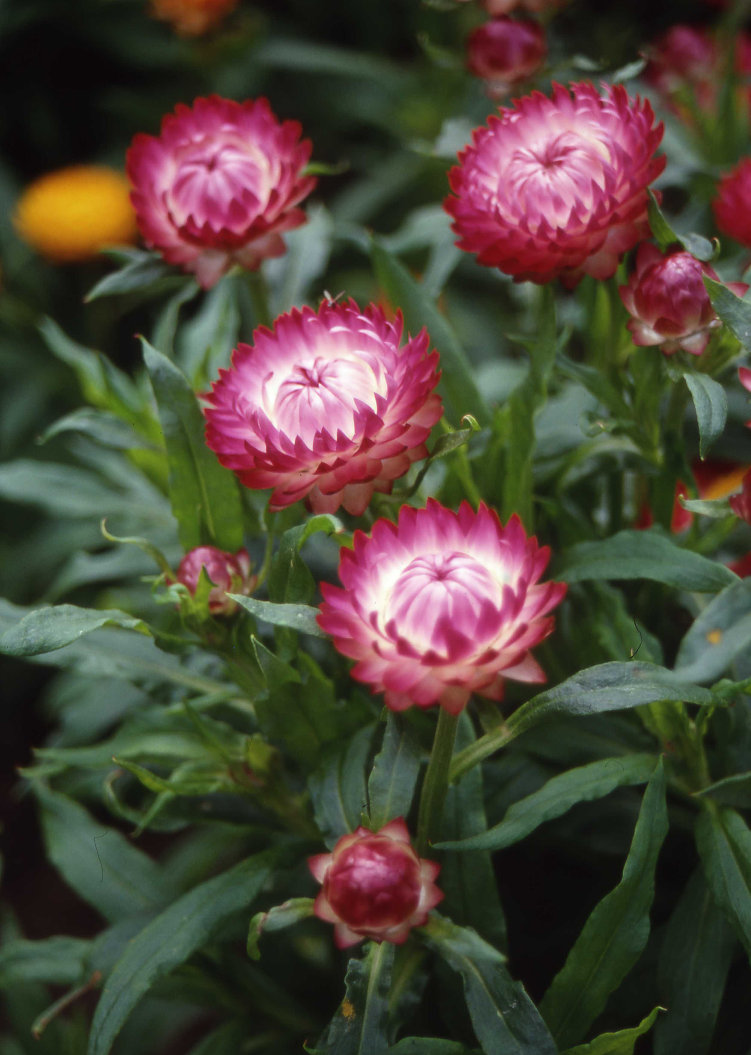 HELICHRYSUM BRIGHT ROSE
