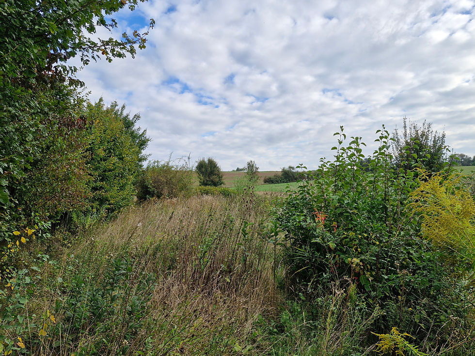 Pflegeeinsatz am Himmelsteich
