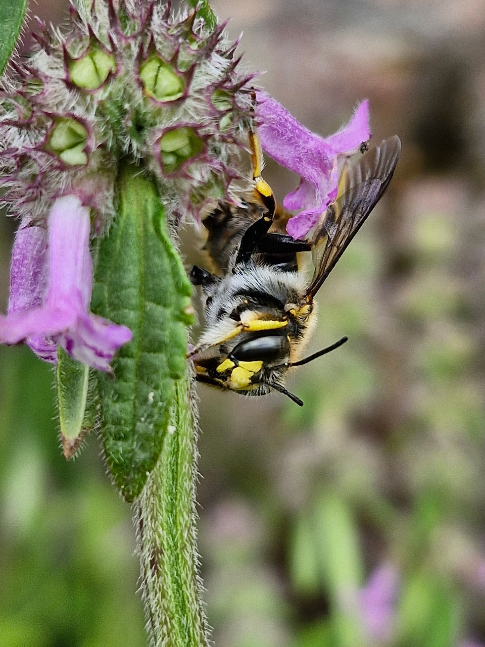 Gefährdet und unbekannt - Wildbienen unserer Region