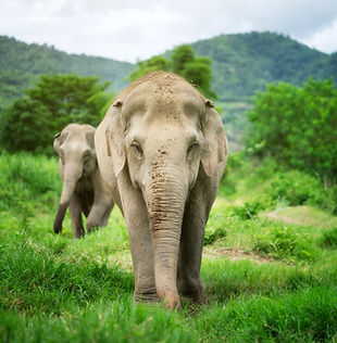 Mountain&Elephant (9).jpg