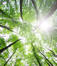 Forest Trees_edited.jpg