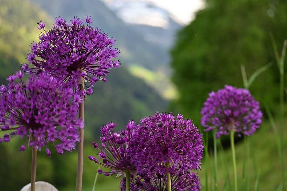 Phytothérapie et aromathérapie
