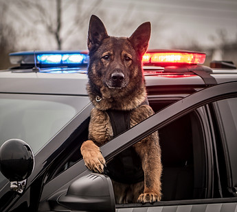 K9 dog police on duty.jpg