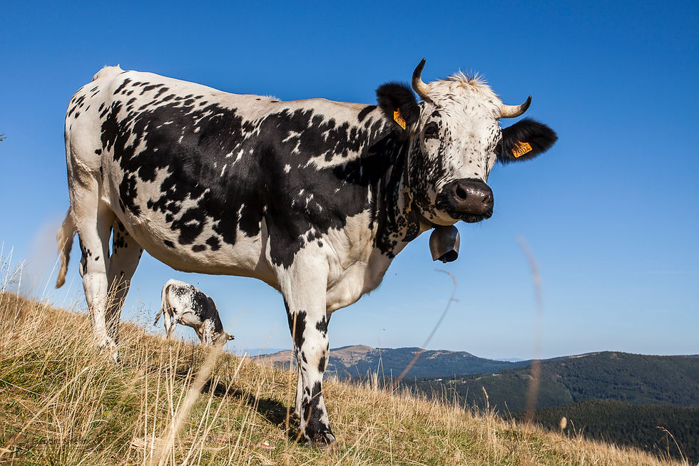 021724_Vache vosgienne_DVD46_MG_2521