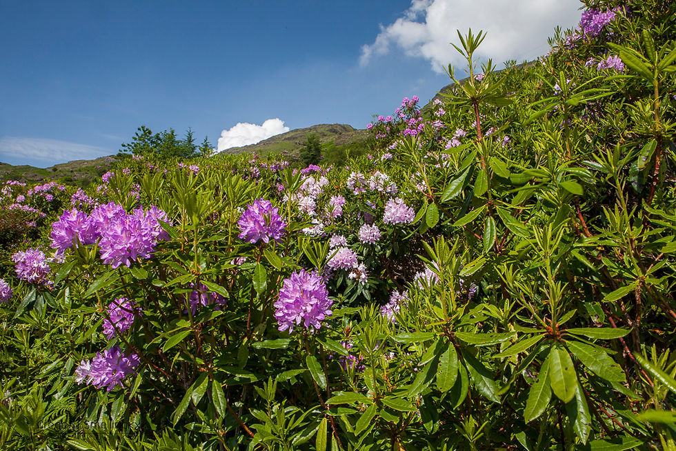 020761_Rhododendron,_île_de_Mull,_Ecosse