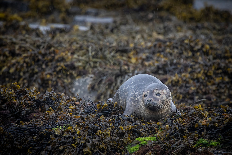 010_Jeune veau-marin, Ile de Mull, Ecosse_MG_2422