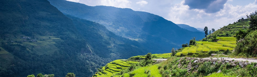 Rice fields Himalaya
